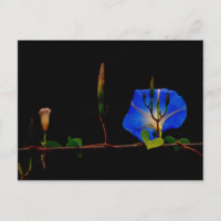 blue morning glory