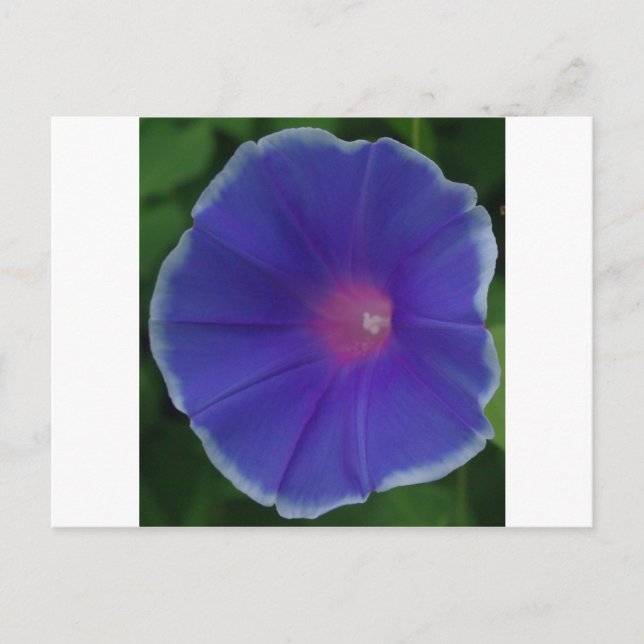 BLUE MORNING GLORY POSTCARD (Front)
