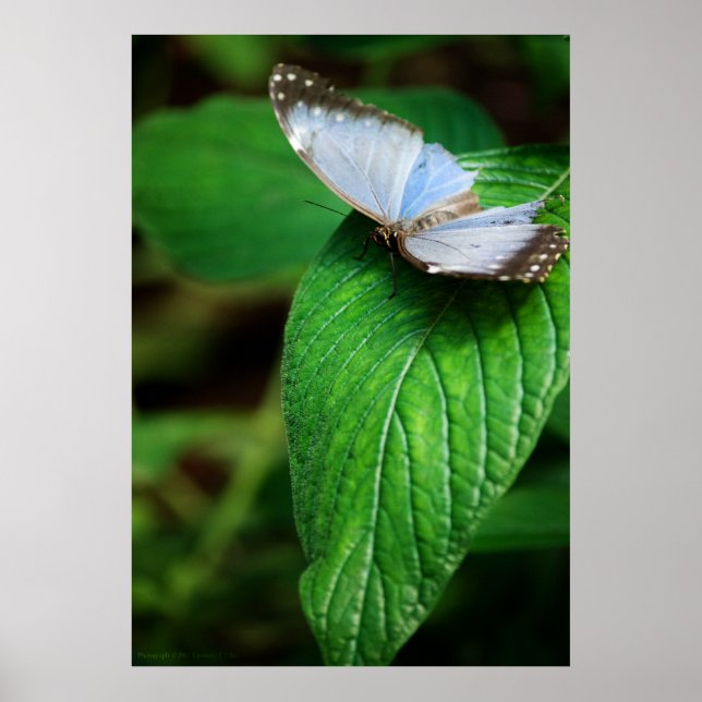 Blue Morpho 112 Print (Front)