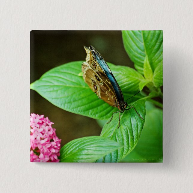 Blue Morpho 143 Button (Front)