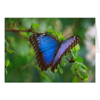 Blue Morpho Butterfly