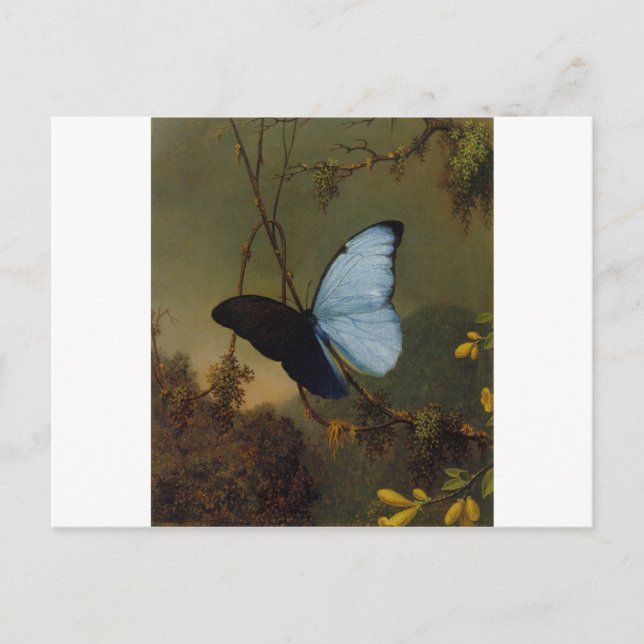 Blue Morpho Butterfly 1865 Spring Personalize Art Postcard (Front)
