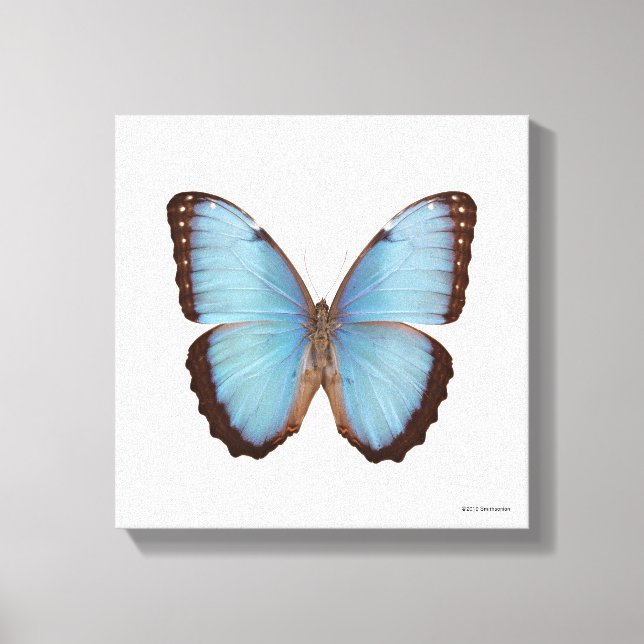 Blue Morpho Butterfly Canvas Print (Front)