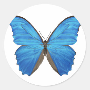 Blue Morpho Butterfly Classic Round Sticker