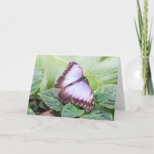Blue morpho butterfly holiday card
