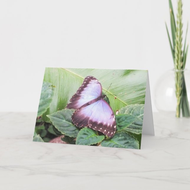 Blue morpho butterfly holiday card (Front)