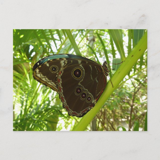 Blue Morpho Butterfly Nature Photography Postcard (Front)