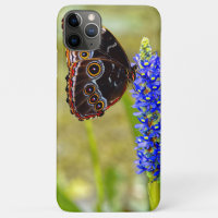 Blue morpho butterfly on a marsh orchid