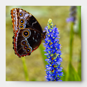 Blue morpho butterfly on a marsh orchid envelope