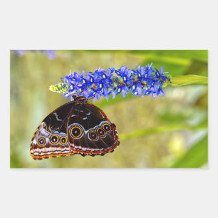 Blue morpho butterfly on a marsh orchid sticker