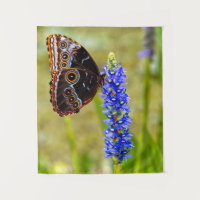 Blue morpho butterfly on a marsh orchid