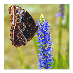 Blue morpho butterfly on a marsh orchid wallpaper