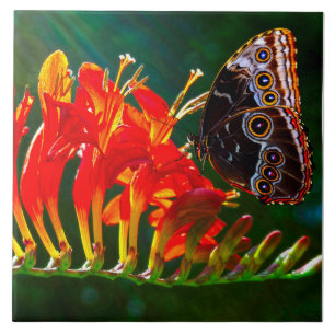 Blue morpho butterfly on Crocosmia Lucifer flowers Tile
