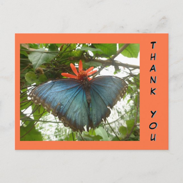 Blue Morpho Butterfly on Flower Thank You Postcard (Front)