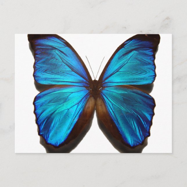 Blue Morpho Butterfly Postcard (Front)