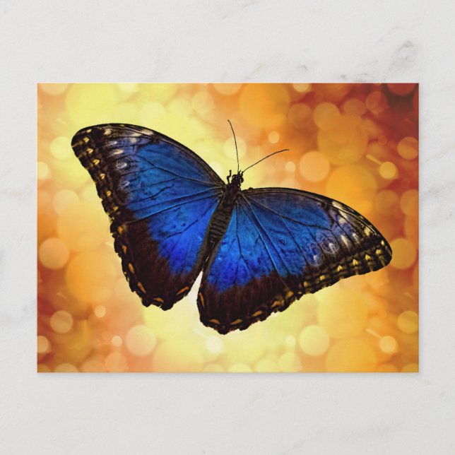 Blue Morpho Butterfly Postcard (Front)