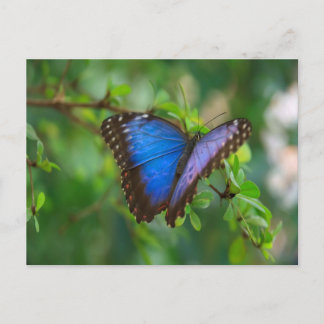 Blue Morpho Butterfly Postcard