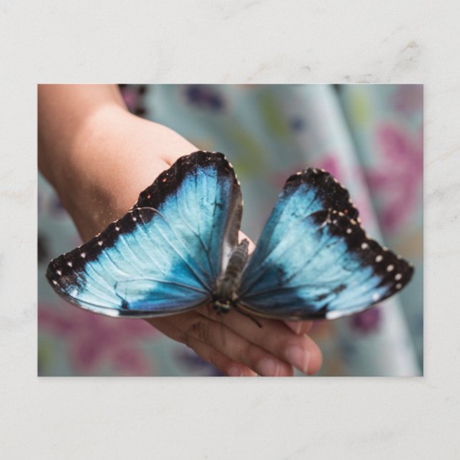 Blue Morpho Butterfly Postcard (Front)