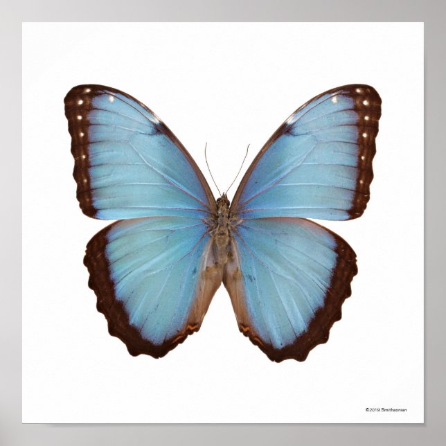 Blue Morpho Butterfly Poster (Front)