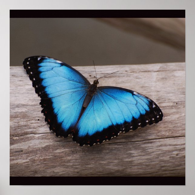 Blue Morpho Butterfly Poster (Front)