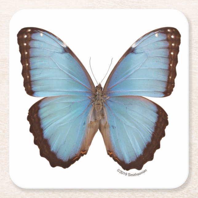 Blue Morpho Butterfly Square Paper Coaster (Front)