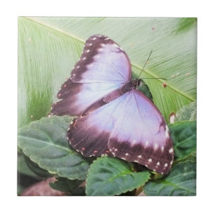 Blue morpho butterfly tile