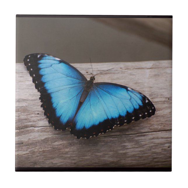Blue Morpho Butterfly Tile (Front)