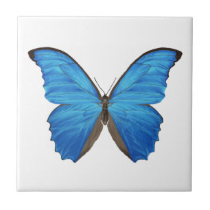 Blue Morpho Butterfly Tile