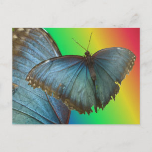Blue Morpho Butterfly & Wing DIY Postcard