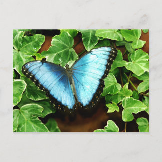 Blue Morpho Postcard