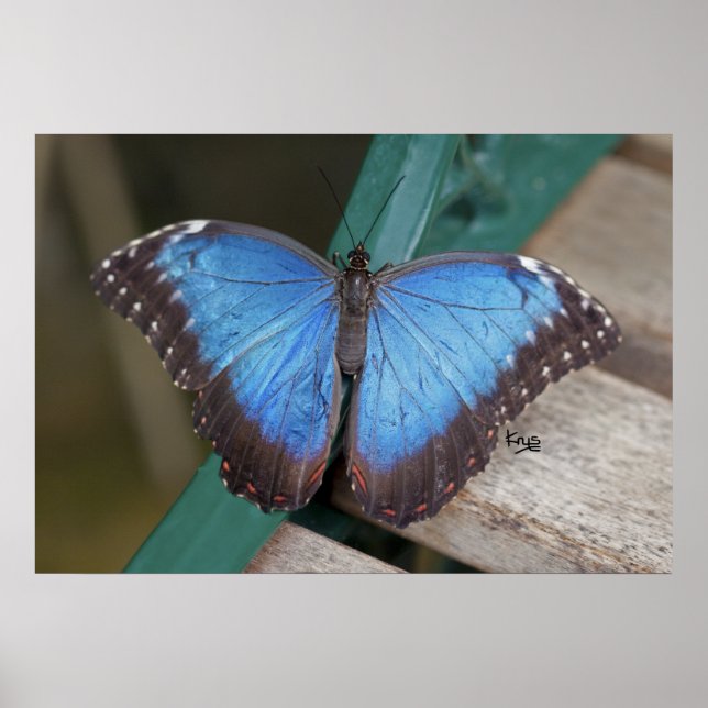 Blue Morpho Print (Front)