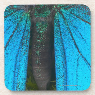 Blue mountain swallowtail (Papilio ulysses) Coaster