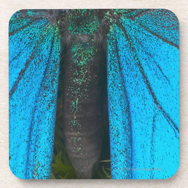 Blue mountain swallowtail (Papilio ulysses) Coaster (Front)