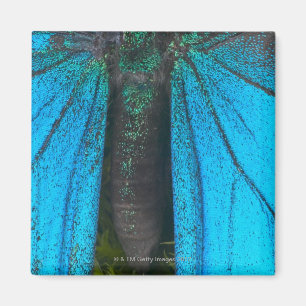 Blue mountain swallowtail (Papilio ulysses) Magnet