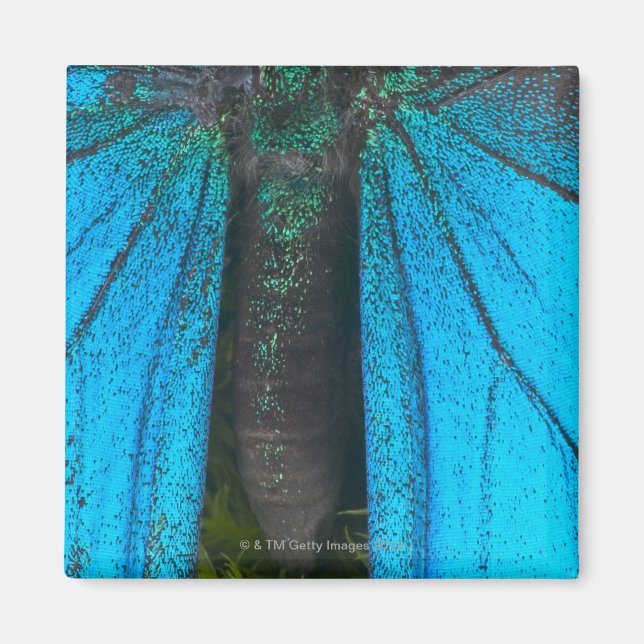 Blue mountain swallowtail (Papilio ulysses) Magnet (Front)