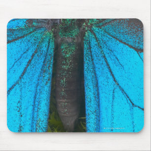 Blue mountain swallowtail (Papilio ulysses) Mouse Pad