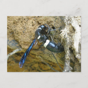 Blue Mud Dauber Wasp Postcard
