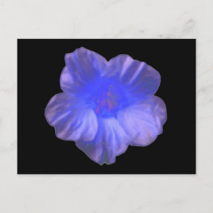 Blue Nasturtium Flower Postcard