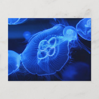Blue Neon Jellyfish Postcard