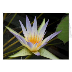 Blue Nile Water Lily