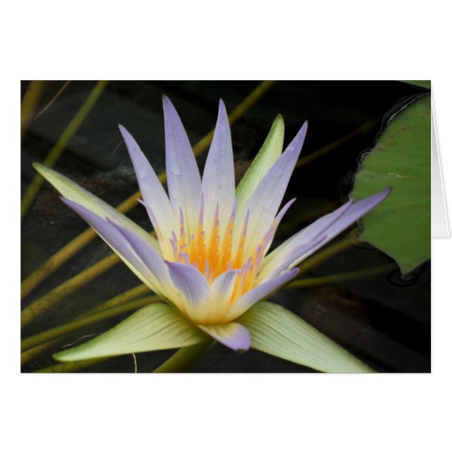 Blue Nile Water Lily (Front Horizontal)