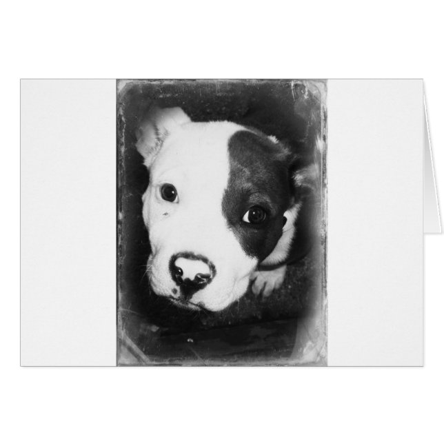 Blue Nose Pitbull Puppy (Front Horizontal)