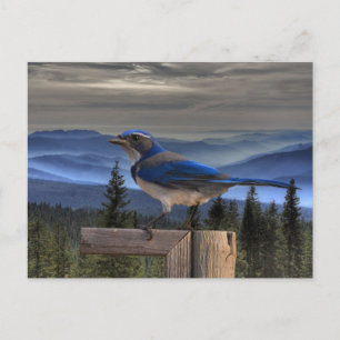 BLUE ON BLUE POSTCARD