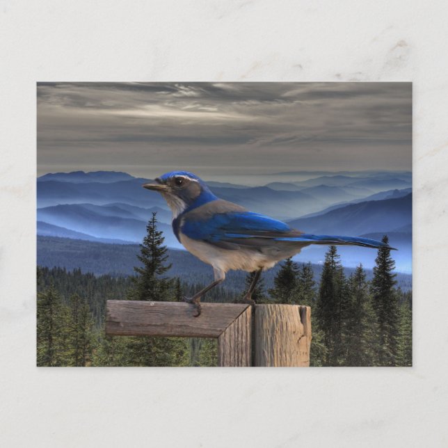 BLUE ON BLUE POSTCARD (Front)