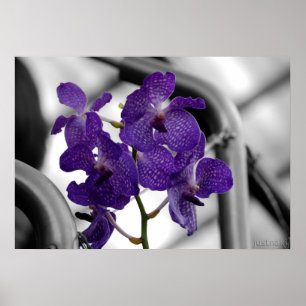 blue orchid Print