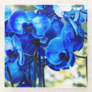 Blue orchids glass coaster