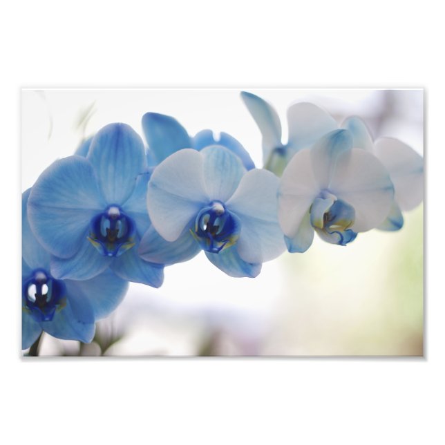 Blue Orchids Photo Print (Front)