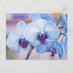 Blue Orchids Postcard