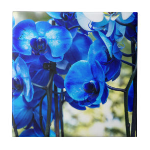 Blue orchids tile
