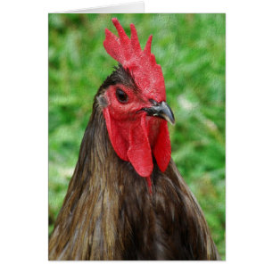 Blue Orpington Rooster With Texture
